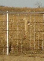 Deer leg in the fence of the Forrest/Garten Cemetery, Barber County, Kansas.

Photo by Nathan Lee, December 2006.