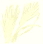 wheat2.jpg