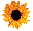 sunflower image