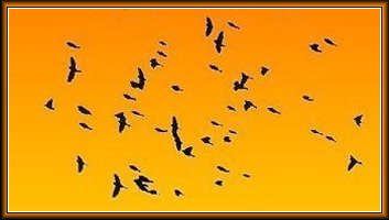 WALKING IN THE HEARTLAND, a poem by Jerry Ferrin in memory of Nellie May (Barnett) Ferrin.  Photo of birds by Jerry Ferrin, 1975.