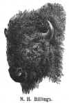 billings_buffalo.JPG (55204 bytes)