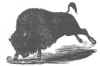 p275_buffalo.JPG (60085 bytes)