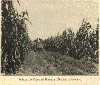 Walls of Corn in Kansas (Neosho County)