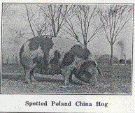 Spotted Poland China Hog